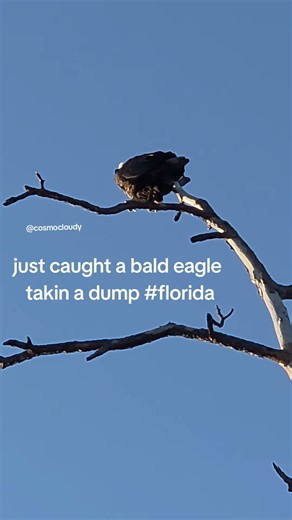 Just caught this bald eagle taking a dump lmao #funny #funnyanimals #birds