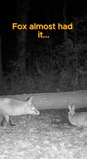 The fox's soul left its body..😱