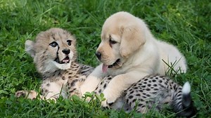 Shy cheetahs get emotional support dogs and form an unlikely friendship