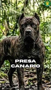 The Most Powerful Protection Dog! | PRESA CANARIO