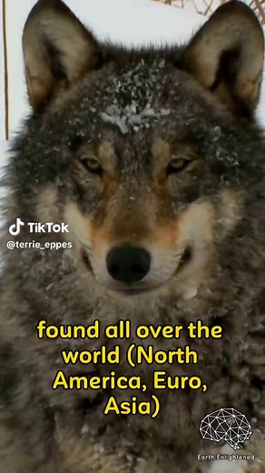 #timber #wolf #full #size timber wol🤡😡😤f full size