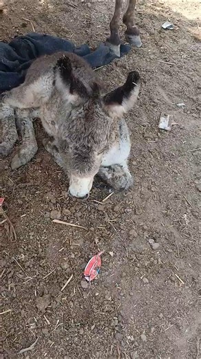 You Can’t Ignore This Funny Donkey Baby 😂 #shorts