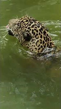 Interesting Facts About Jaguars #animalfacts #jaguars #wildlife #jaguar #amazingfacts