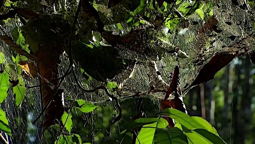 Micro Monsters Episode 5