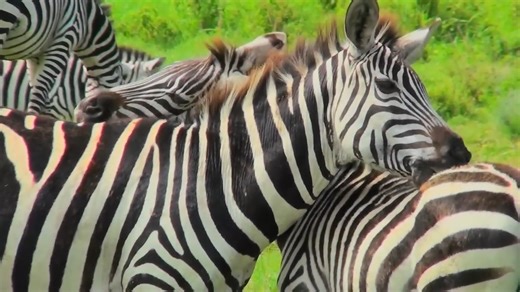 Watch what happens when fewer than 3,000 zebras remain in the wild