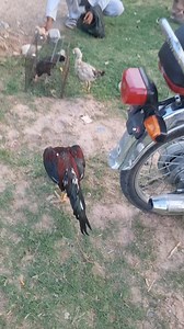 Lakha or pathay #mushkaaseel | Rawalpindi Club Of Aseel