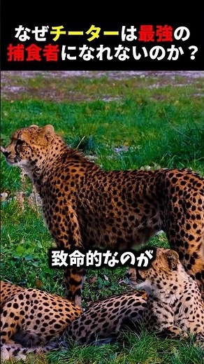 Why the fastest cheetah can't reach the top of the savanna #animaltrivia #animals #cheetah