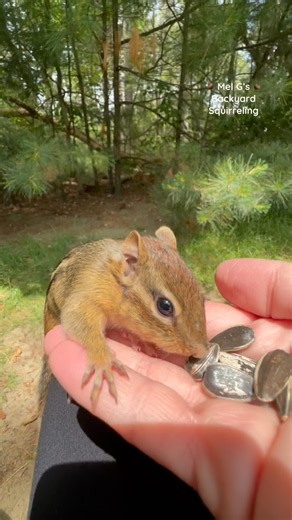 Hi Chippy 😊❤️🐿️ #squirrelwhisperer #melgsbackyardsquirreling