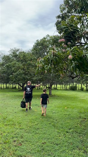 Luke & Hannah Watts on Instagram: "Love Mangos? 🥭 235 Pikes Crossing Road has heaps of seriously good mangos! Come & see for yourself tomorrow at the Open Home (Sat 10th from 9:00-10:00am) 🏡 A lovely little adventure out there for Team Watts this morning for a sign install, mango picking & a wander. 💚"