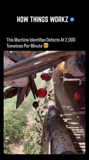 theCollective | Based on optical sorting technology used in modern agriculture, specifically in processing tomato harvesting, machines are capable of... | Instagram