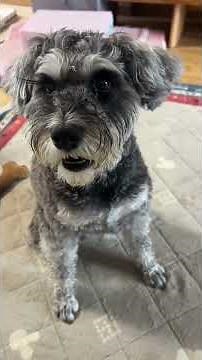 散歩後のいつものくだり #ミニチュアシュナウザー #miniatureschnauzer #くだり