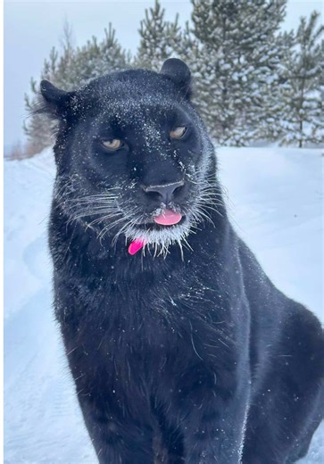 История одного рюкзака: Забавные приключения