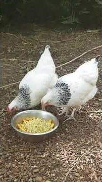 Présentation poule race Sussex.Race poule facile pour débuter .Comment s'occuper des poules. sussex.