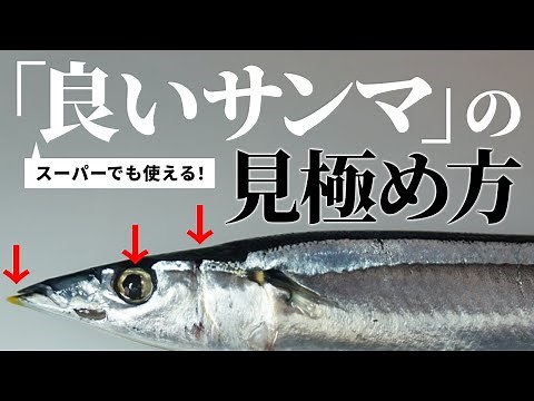 秘儀！サンマの見分け方＆下処理で絶品塩焼きの調理手順を解説 #秋の味覚 #魚 #秋刀魚