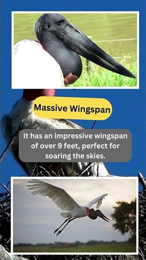 The Jabiru Bird: Myth vs. Reality