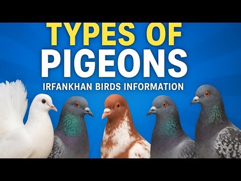 Types of Pigeons Explained | Amazing Pigeon Breeds & Species | IRfanKhan Birds Information