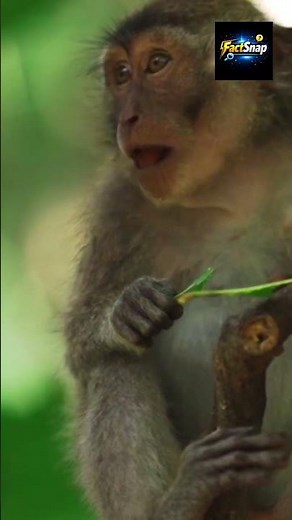 Funny Monkey Moments 😂 | Cute & Naughty Monkey Shorts 🐒