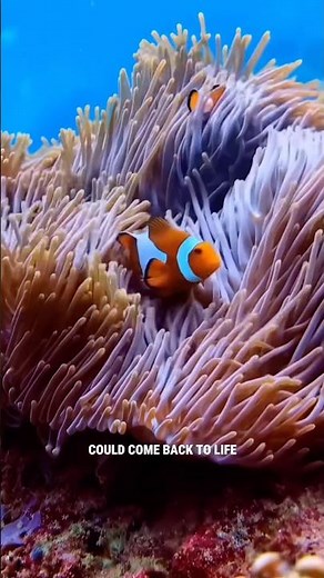 Coral Reef Restoration: How Freedivers Are Helping Save Our Oceans 🌊🪸 #worldoceansday #coralreef