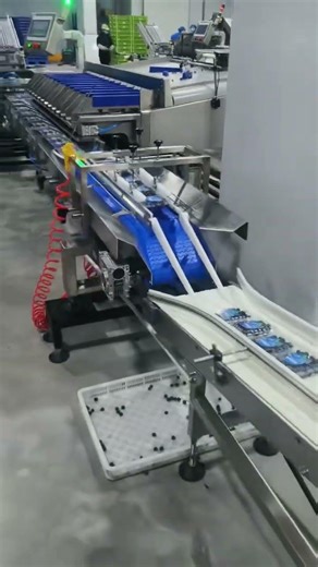 Blueberry packing scale machine unit # VSEE # blueberry # http://wa.me/+8613655554449