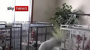 Dancing cockatoo dazzles scientists