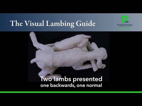 The Visual Lambing Guide: Two Lambs Presented (one backwards and one normal)