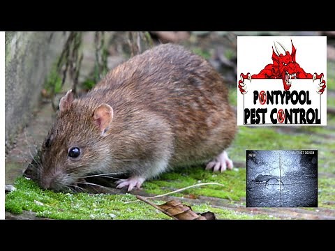 air rifle hunting rats on a dairy farm