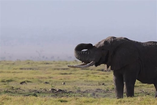 Researchers say elephants’ super-supple trunk whiskers could inspire robotic sensor technology