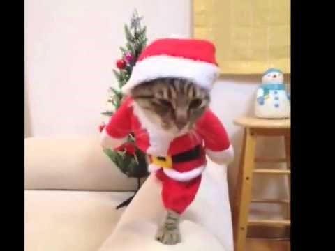 This is Santa Cat