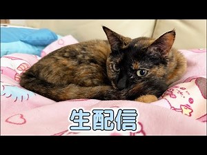 11/3 お腹すいてる猫たちと生配信！