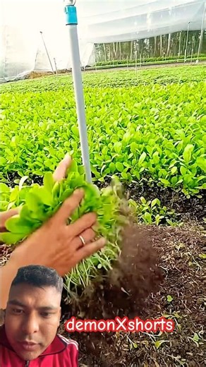 Tori ko saag kelaune sajilo tarika #ytshorts #agriculture #greenleaf #musturd #harvest #agritech