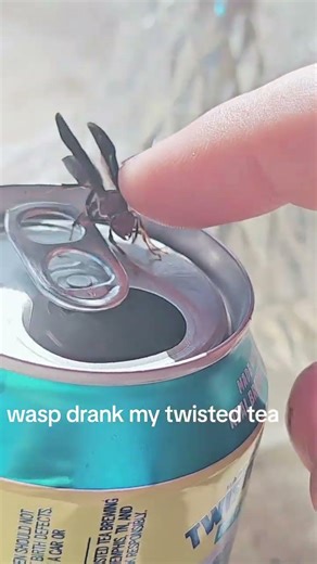 Twisted Wasp pt.2 #bug #funny #party #wasp #insects
