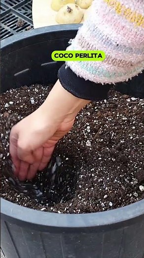 How to grow potatoes at home🌱👌🥔