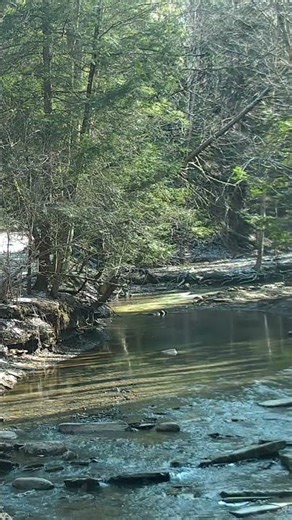 Beautiful Creek in the Woods - Forestville, New York, USA