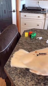 21K views · 2K reactions | Why did Barney cross the island? To get the chicken of course! 浪 | Barney the West Coast Cockatoo | Facebook