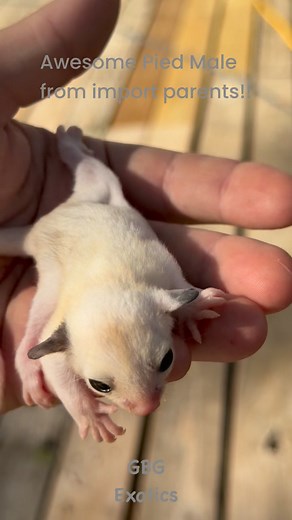 Pied Male sugar glider from new import lines!! #sugargliders | GBG Exotics - GliderBoy Gliders