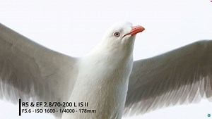 Canon R5: Is the Electronic Shutter Usable for Action Photography