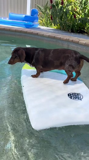 TACO the pro surfer dachshund 🏄🏽‍♀️ #dogsoftiktok #dachshund #surfingdog #doglife #carlyelectric #swimmingdog