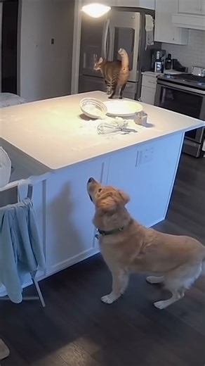 Security Camera Catches Cat Blaming the Dog! 😂🐱🐶#funnyanimals #cat #kitchenmesscat#cctv#viralshort