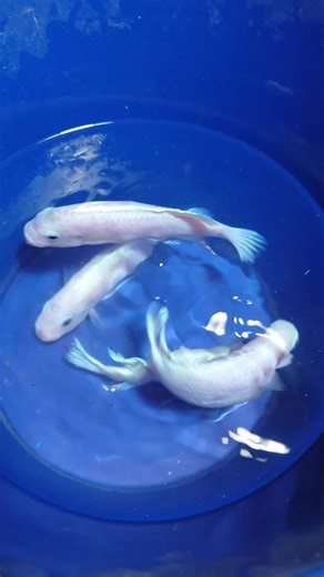 Metriaclima callainos: Pearl Zebra Cichlid Care