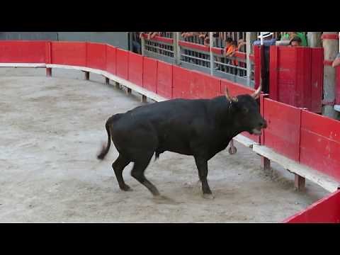 Fête de Marsillargues 2019 - Course de Taureaux Neufs - 2eme taureau de la manade Ricard
