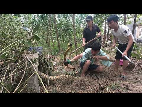 3 Brave Men Capture Giant Python in Forest – Shocking Real Life Snake Encounter! 1