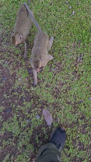 J’me suis fait attaqué par des singes au Cambodge 🐒😅🇰🇭