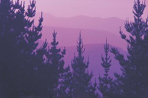 How to Clone Evergreens