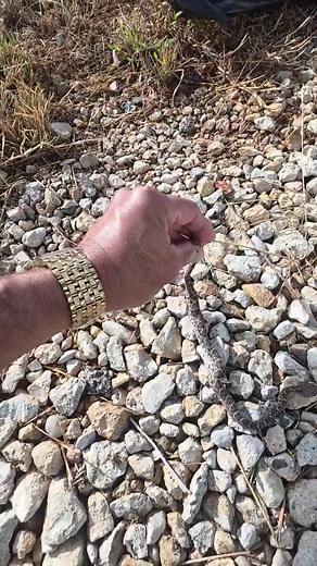 It's my first time looking a cascabel snake  in real life. | Fernando Banegas | Facebook