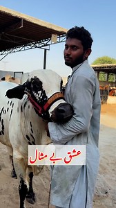 24K views · 826 reactions | Animal human bond #viralreels #reelsviral #reelviral #viralvideo #viral | Vet.Dr.Mohsin | Facebook