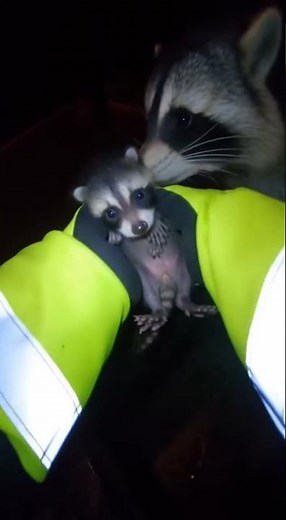Watch This Baby Raccoon Get Saved!