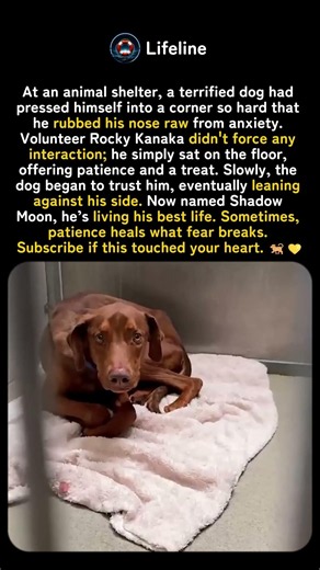 He'd Rubbed His Own Nose Raw Trying to Disappear 🐕💛