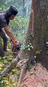 3M views · 30K reactions | a man with extraordinary skills cut down a large tree on the edge of a cliff from under the tree | Jati Manungal | Facebook