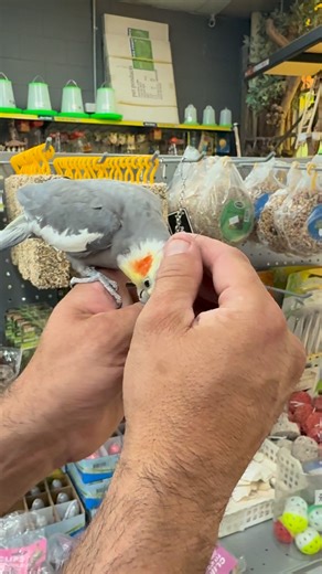 Central Pets & Aquarium on Reels