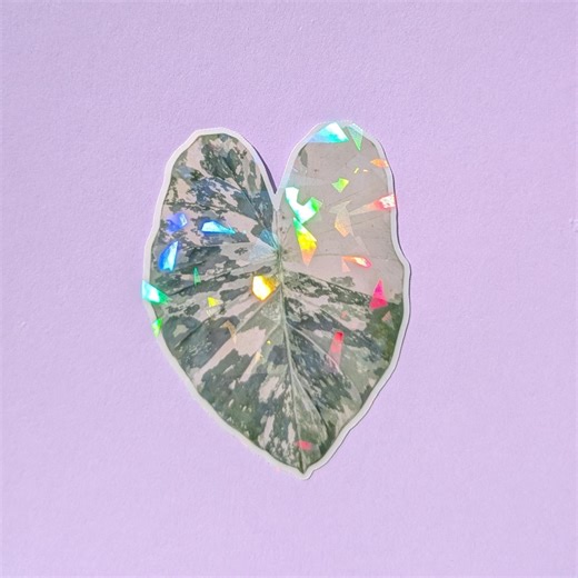 Alocasia Variegated Leaf Sticker, Holographic, Waterproof Vinyl, Rare Plant Sticker, Journal, Notebook, Planner - Etsy